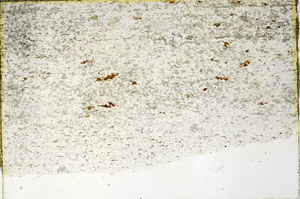 Plane Polarized, N3448