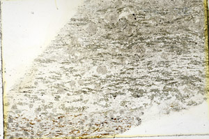 Plane Polarized, N3458