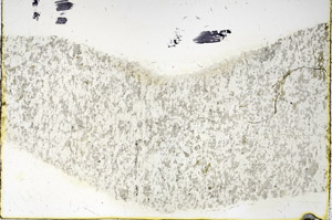 Plane Polarized, N3488