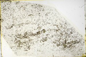 Plane Polarized, N3555