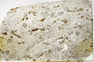 Plane Polarized, N3567
