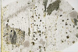 Plane Polarized, N3598