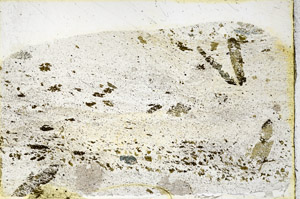 Plane Polarized, N3599
