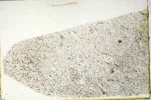 Plane Polarized, N3619