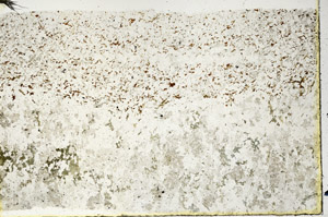 Plane Polarized, N3625
