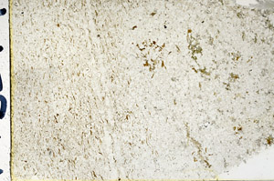 Plane Polarized, N3649