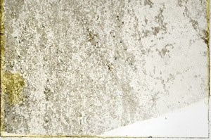 Plane Polarized, N3651