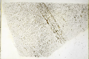 Plane Polarized, N3658