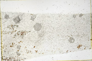 Plane Polarized, N3829
