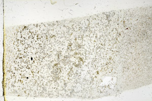 Plane Polarized, N3836