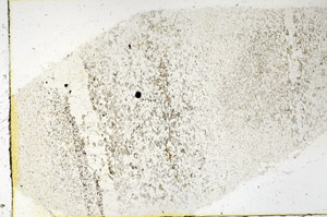 Plane Polarized, N3837