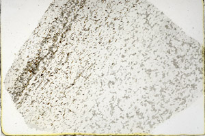 Plane Polarized, N3842