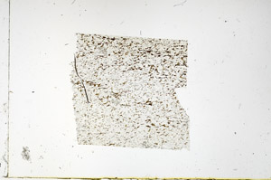 Plane Polarized, N3843