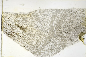 Plane Polarized, N3844