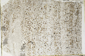Plane Polarized, N3845