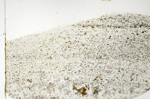 Plane Polarized, N3861