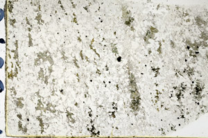 Plane Polarized, N3878