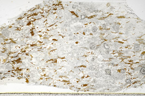 Plane Polarized, N3882