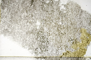 Plane Polarized, N3886