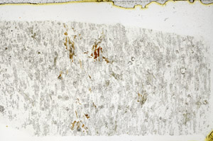 Plane Polarized, N3891