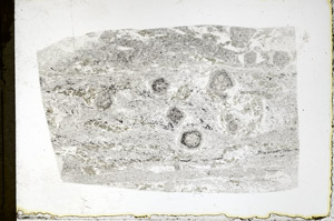 Plane Polarized, N3893