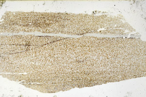 Plane Polarized, N3903