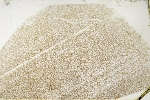 Plane Polarized, N3904