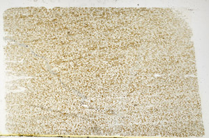 Plane Polarized, N3906