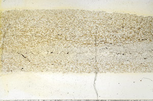 Plane Polarized, N3909