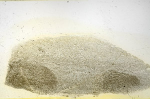 Plane Polarized, N3911