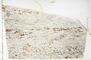 Plane Polarized, N3920
