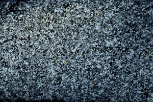 Cross Polarized, N3927