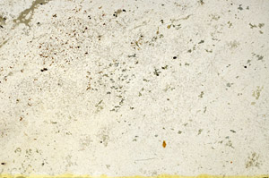 Plane Polarized, N3927