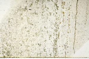Plane Polarized, N3932