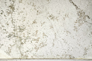 Plane Polarized, N3942