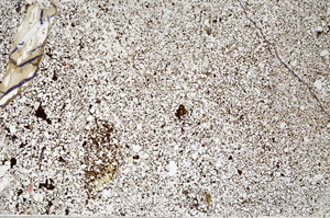 Plane Polarized, N4286