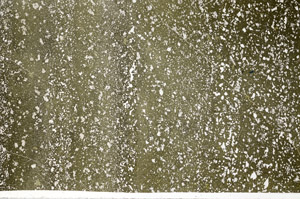 Plane Polarized, N4294