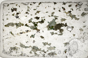 Plane Polarized, N4779