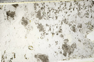 Plane Polarized, N4784
