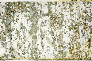 Plane Polarized, N4790
