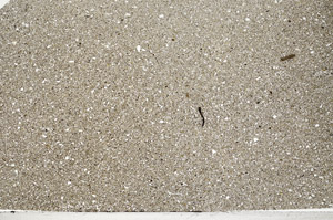 Plane Polarized, N5598