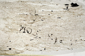 Plane Polarized, N5631