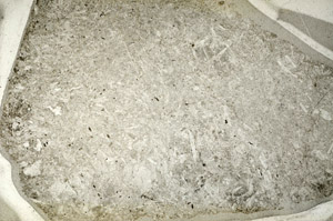 Plane Polarized, N5646