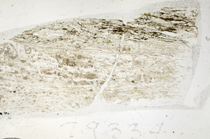 Plane Polarized, N5679