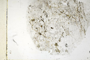 Plane Polarized, N5702