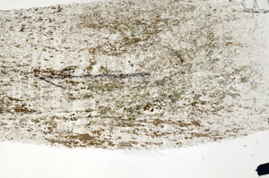 Plane Polarized, N5709/B