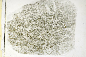 Plane Polarized, N5728