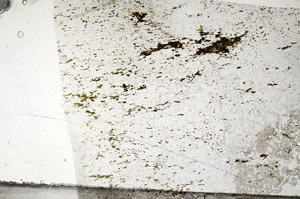 Plane Polarized, N5787