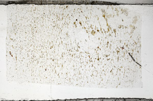 Plane Polarized, N5813