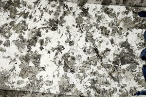 Plane Polarized, N5836/A